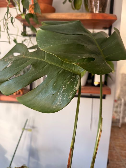 ВАРИЕГАТНА монстера/ резник/