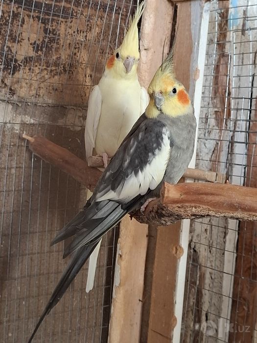 Корелла 1.5 года,