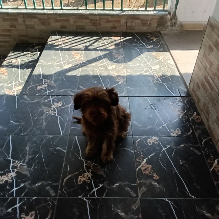 Отдам щенка в хорошие руки