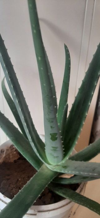 Алоэ,    алоэ, алоэ