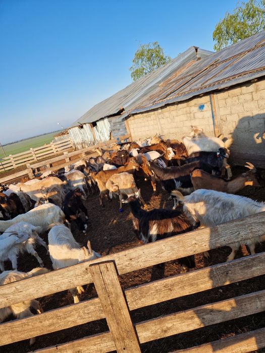 Vând capre tinere si bune de lapte