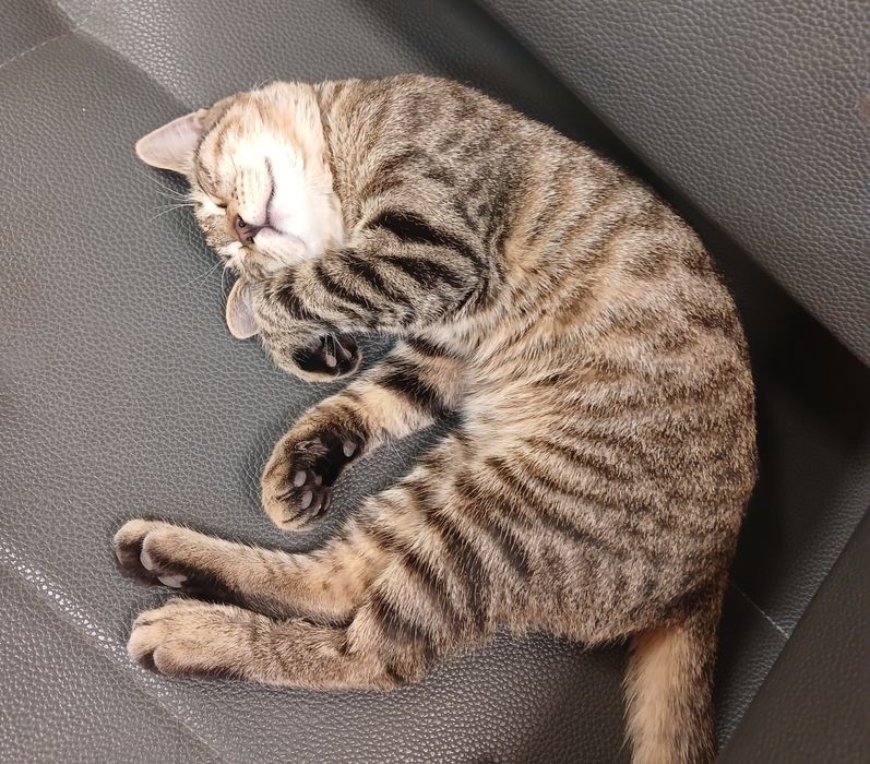 Котенок-подросток ищет семью