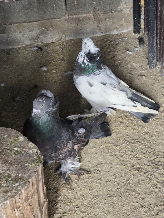 Porumbei uriasi maghiari 2025