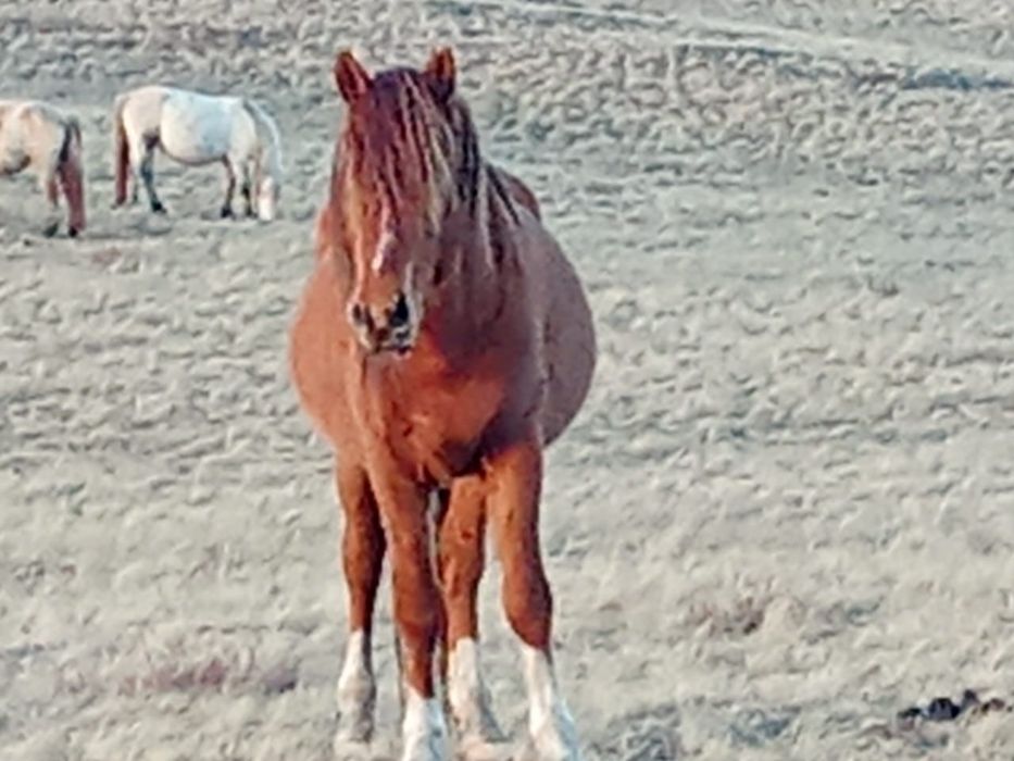 Айғыр сатылады үйірде жүр