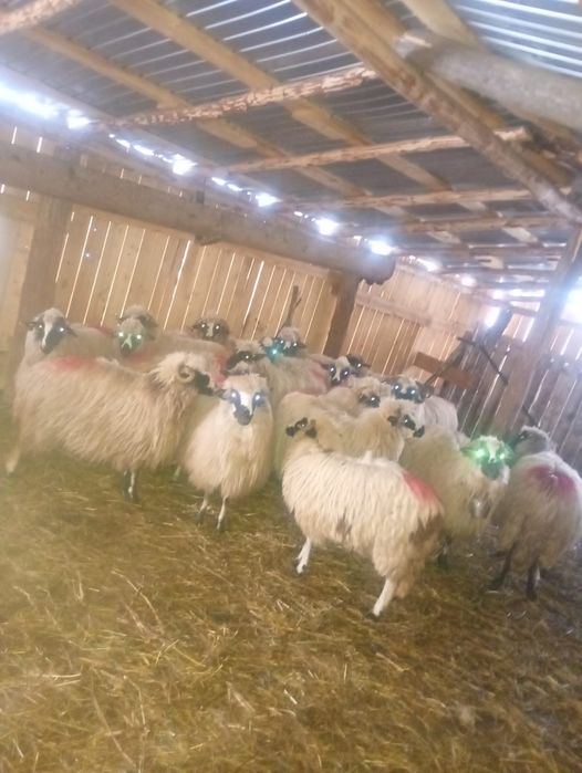 Disponibile 21 de oi