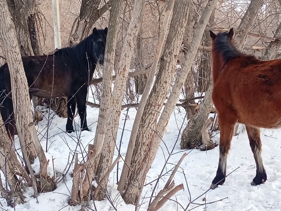 Продам молодых кобылок