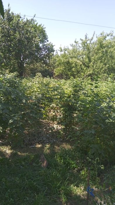 Продается дача в районе Бау Бакша