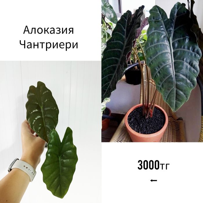 Комнатные адаптированные растения