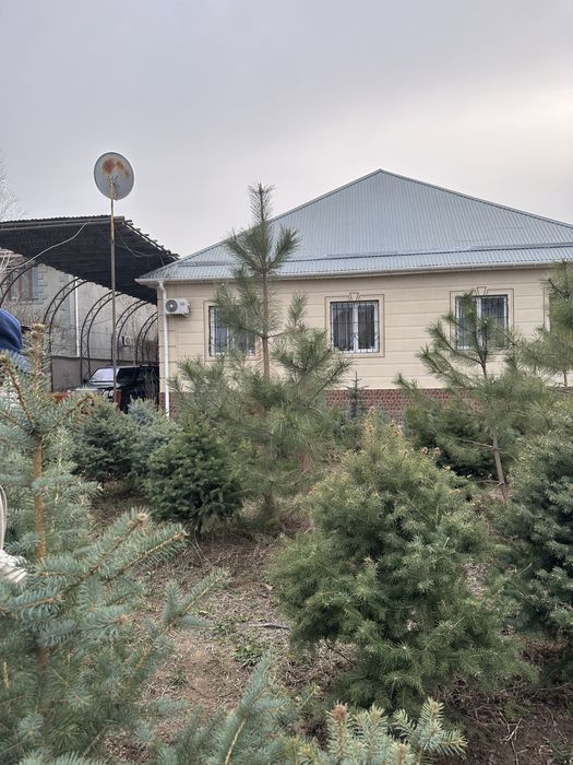 Сосна крымская с комом 3-4 м сатылады