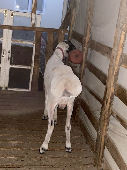 Кора кулок кучкор сотилади