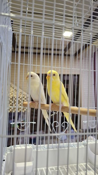 Albinos Totiqushlar sotiladi