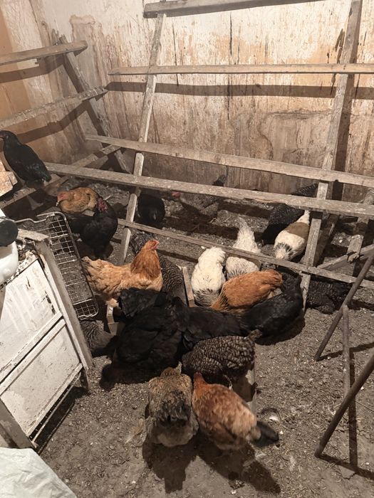 Продам курей петухов