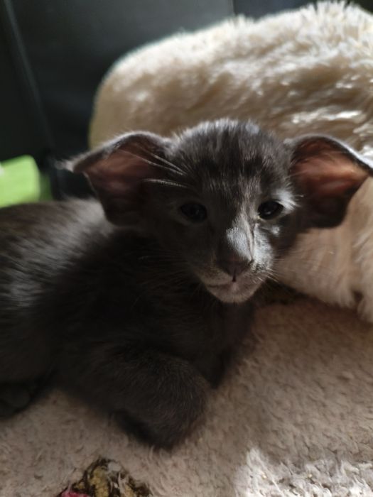 Ориентальные котята экстрим