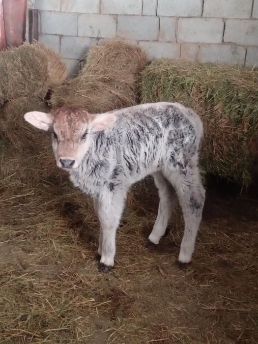 Срочно продам телёнка