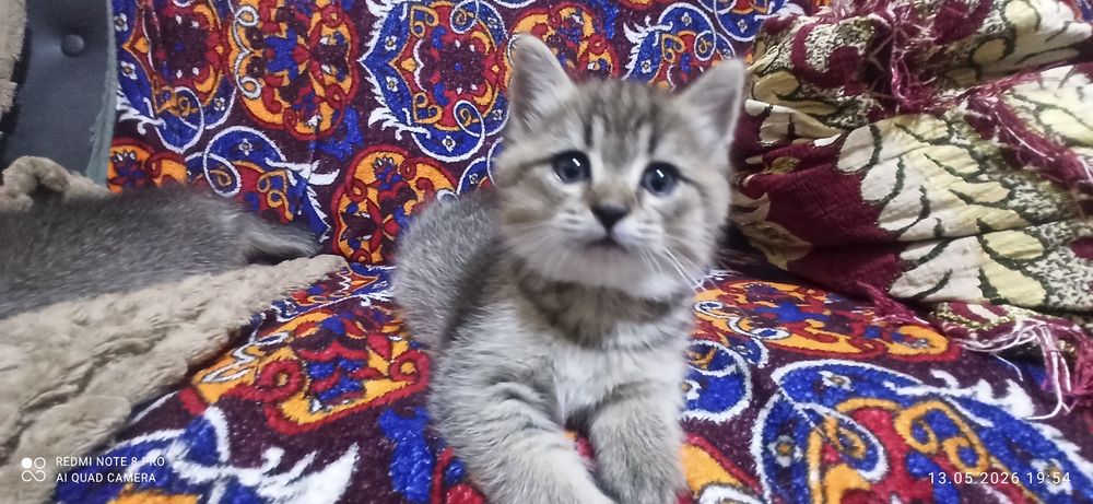 Котята 1.5 месяца. Приучены к лотку