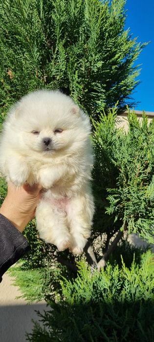 Померан померанче