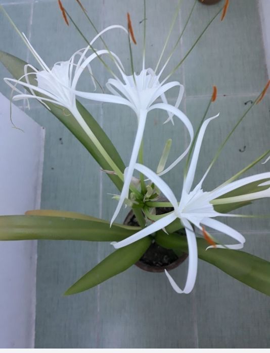 Белая лилия Панкрациум!Необыкновенный цветок!!