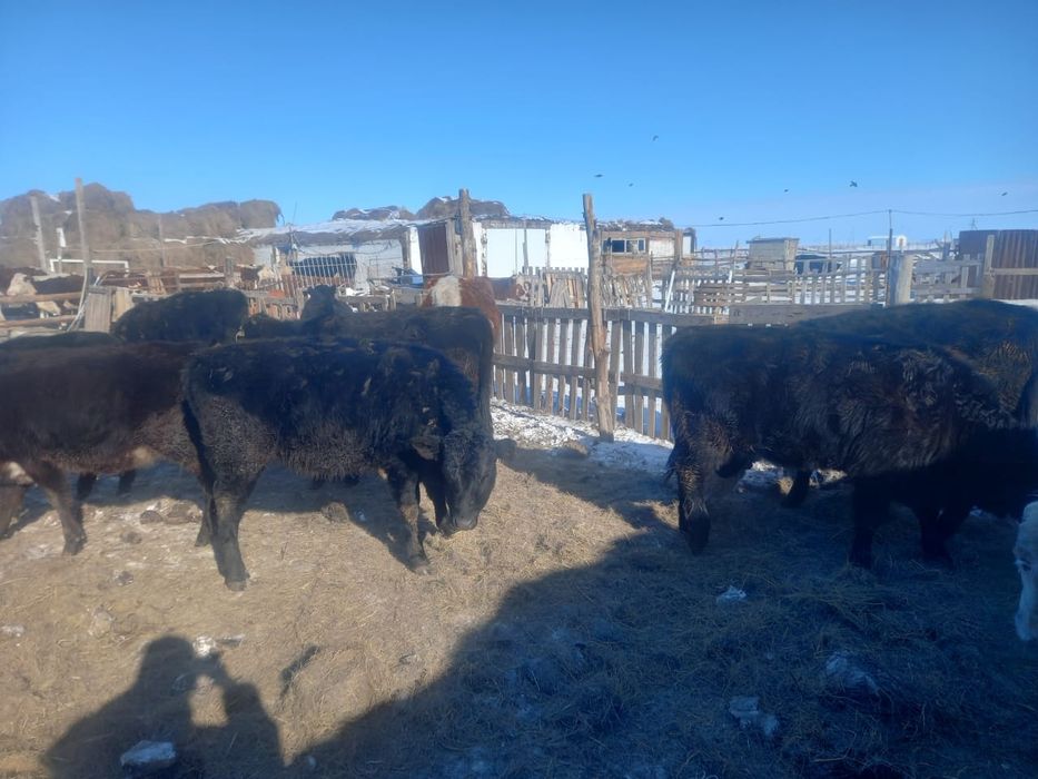 Ангус тайынша ургашы