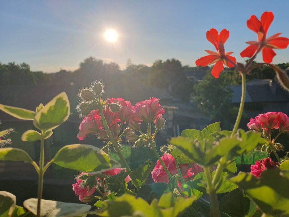 Cazare Casa cu flori-Tuzla