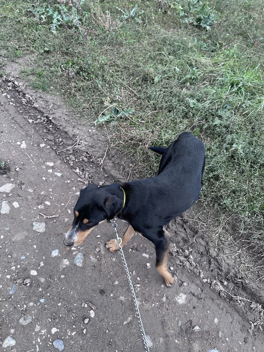 Disponibil copoi ardelenesc 1 an