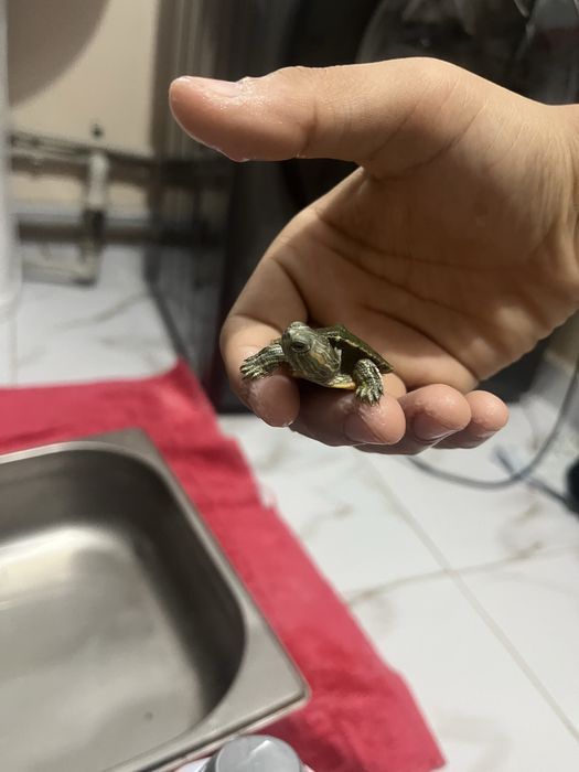 Черепаха водиная