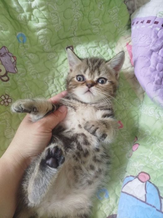 Готовы к переезду котята. И ищут новый дом. Породистые котят.