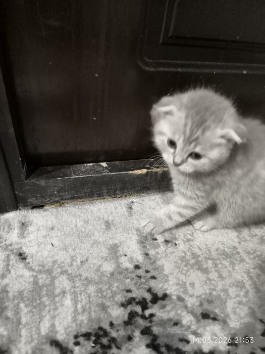 Котята породы Шотланскин вислоухие 20 дней