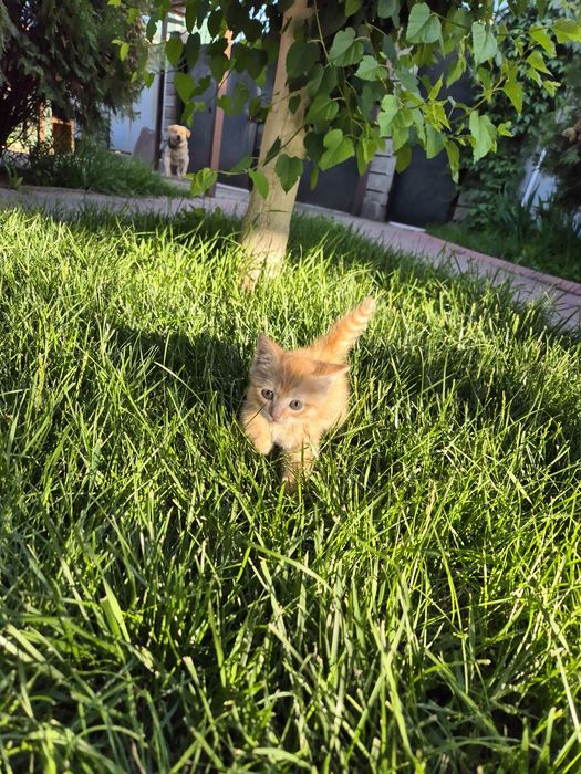 Рыжий котёнок,  мальчик