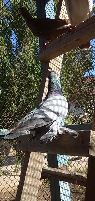 Сизый самец молодой на продажу