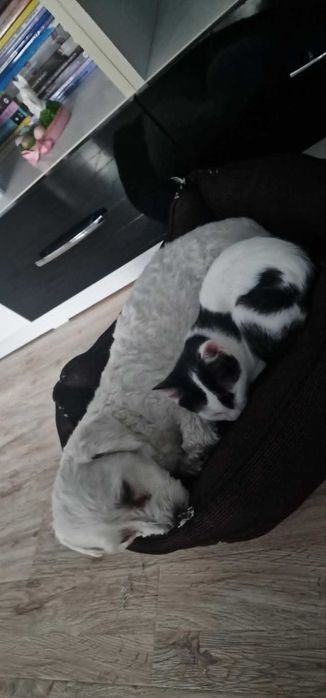 Oreo-motanel spre adoptie Vulcan,Hunedoara