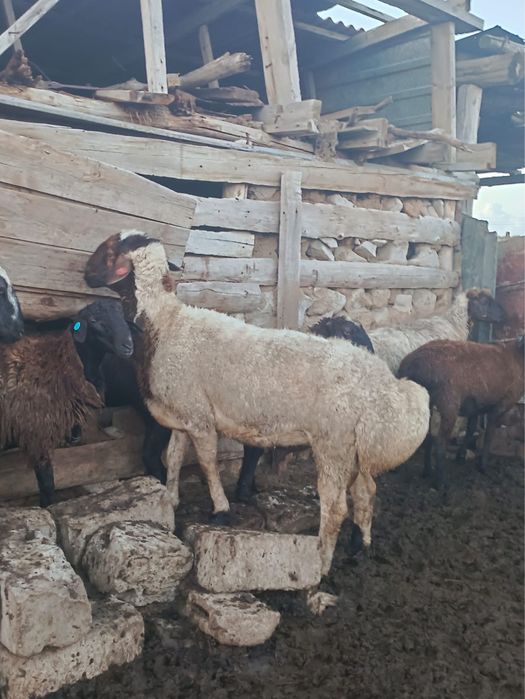 Продам кошкара находится в Качирском раене