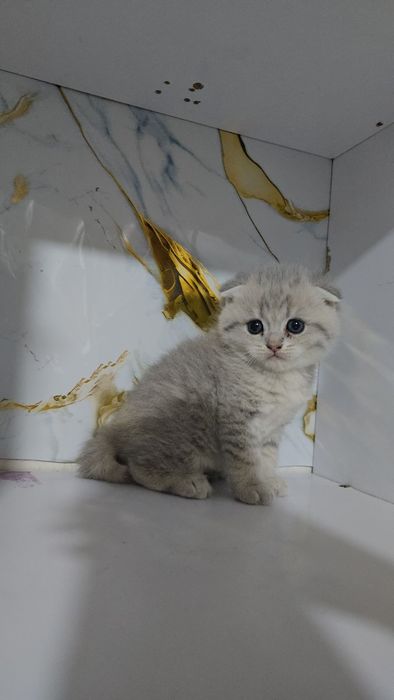 Серебристый табби шиншилла девичка и мальчик