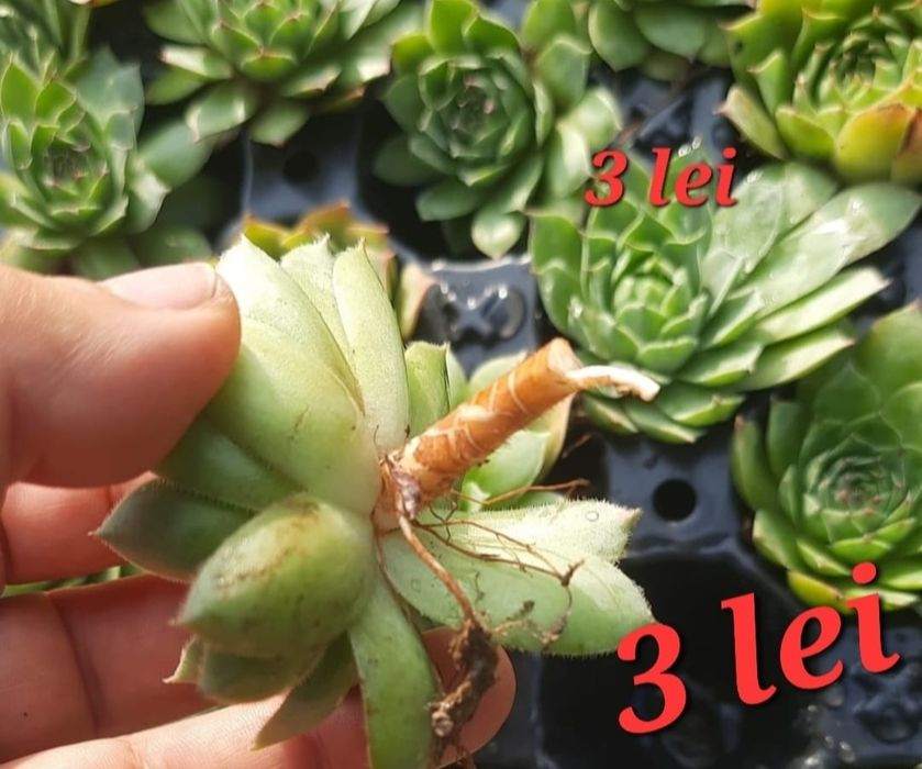 Marturii suculente . La fir de planta sau asamblate