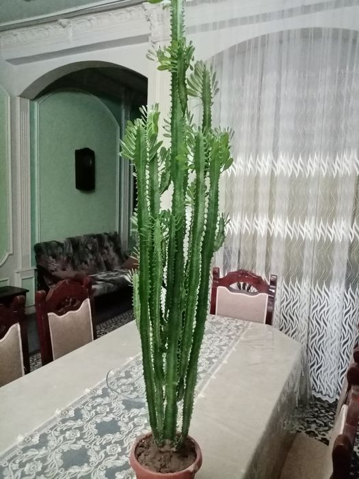 Молочай, не цветёт только листочки