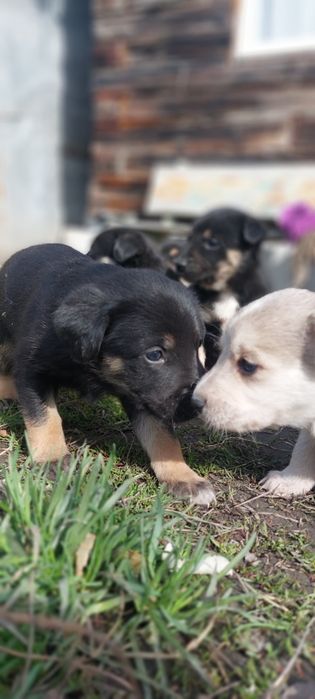 Отдам щенков в добрые руки