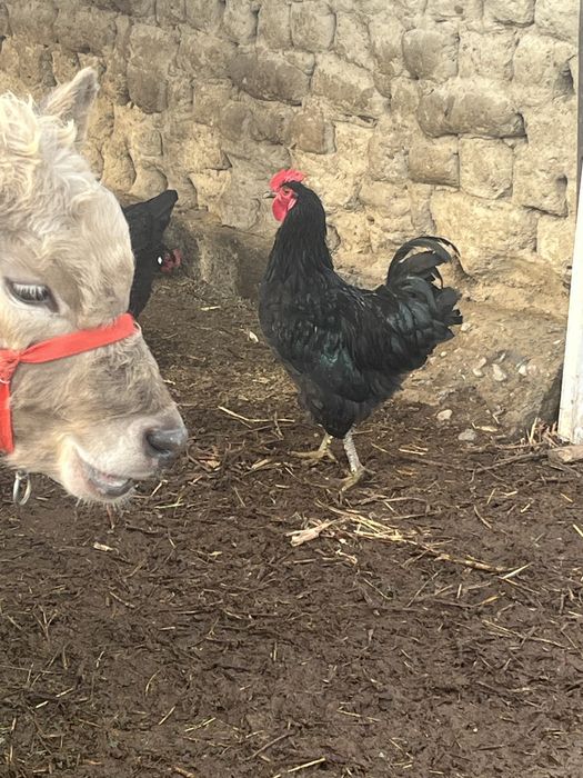 Петух Қораз маладой