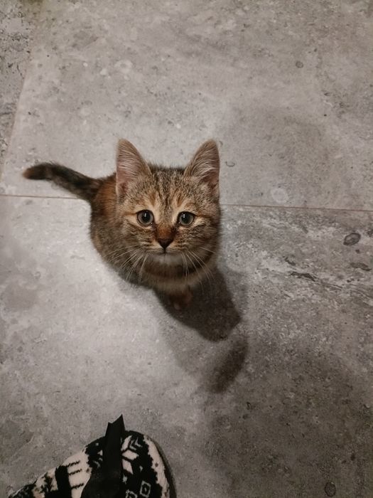 Отдам кошечку в хорошие руки