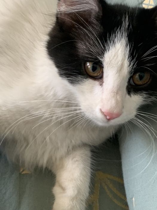 Кот домашний в черно белым окрасе отдам даром в добрые заботливые руки