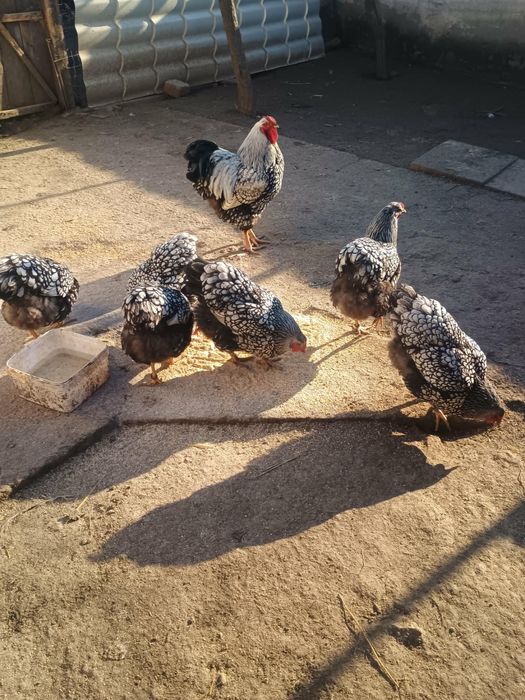 Oua de găini wyandotte