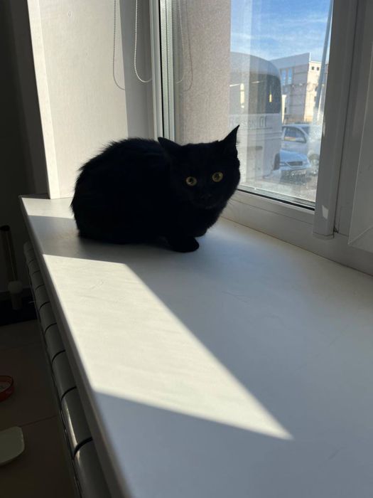 Отдам котика в добрые руки