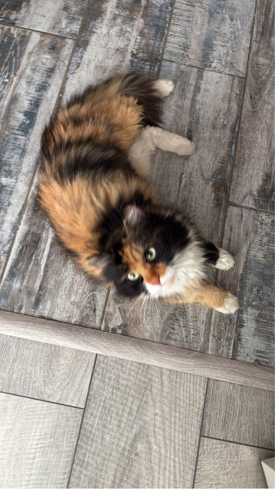 Кошечка в добрые руки