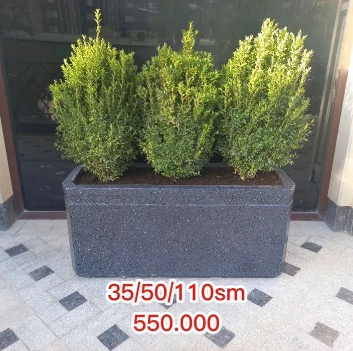 Гул туваклар, жуда бақувват