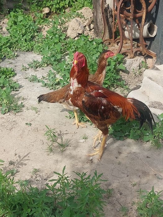 Дакан сатылады срочно