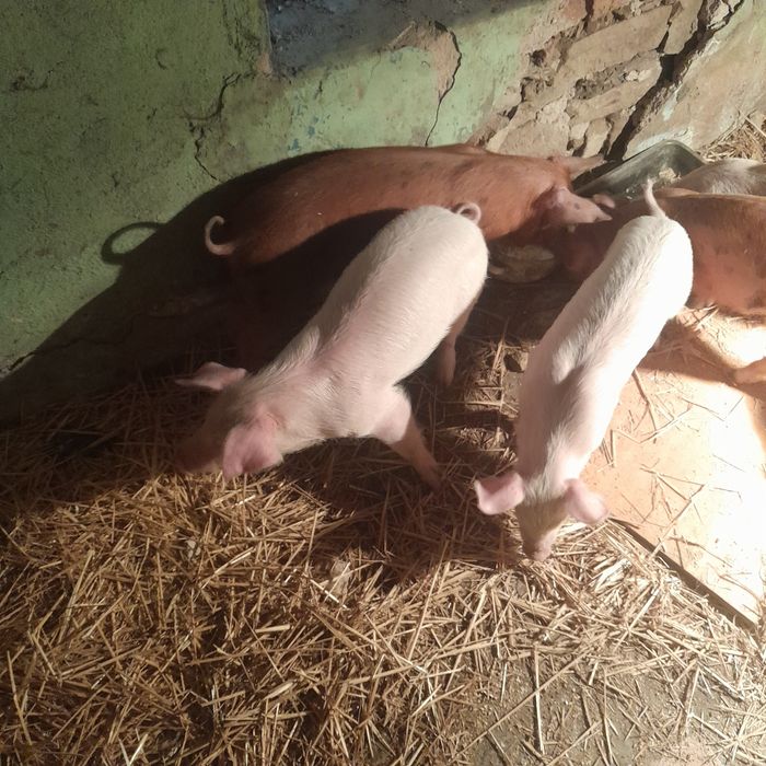 Продавам малки прасенца намират се в село Доганово