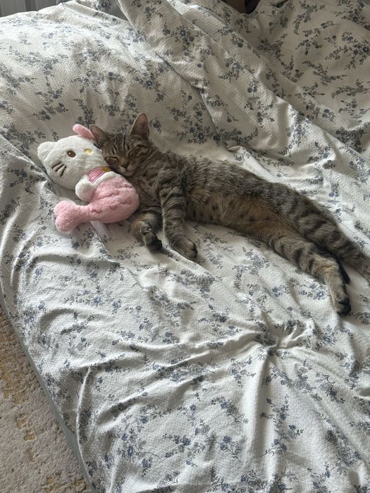 отдам котенка в добрый руки