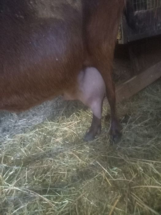 Capra metis anglonubian /alpina