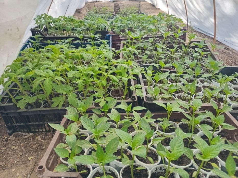 Рассада Помидоры, Перец, Огурцы