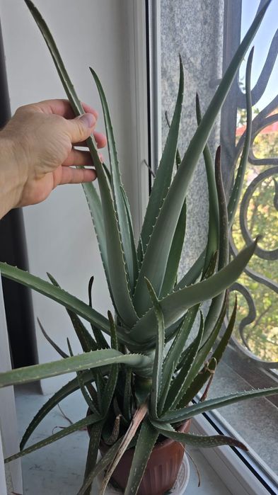 Пищевое алоэ 7/8 лет