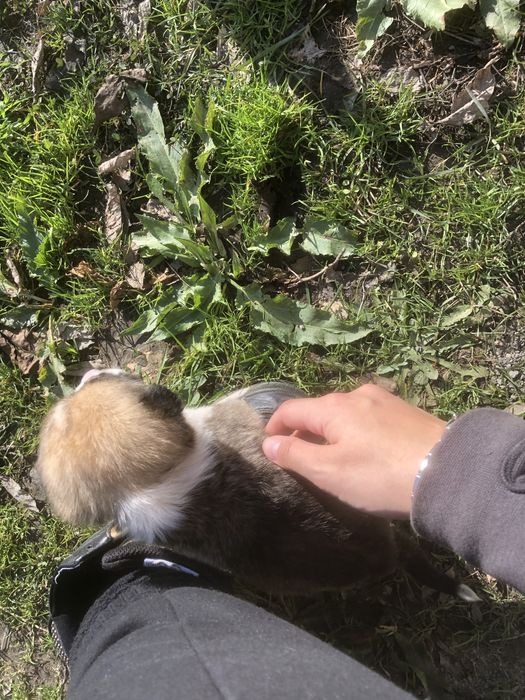 Подарявам малко кученце