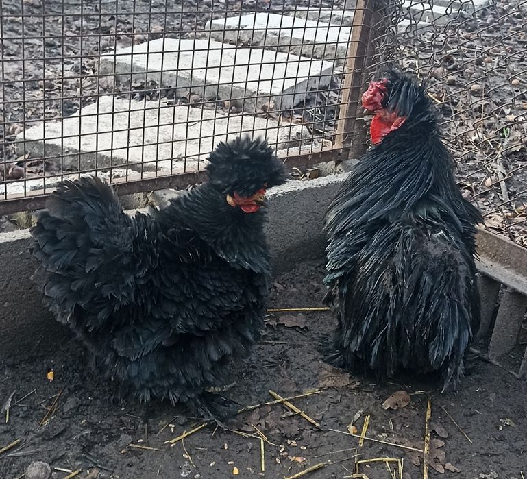 Куры декоративные пара